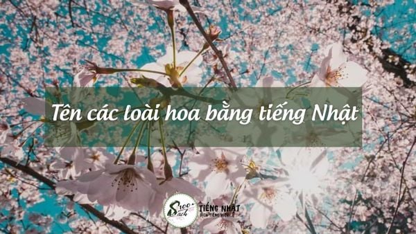 tên cacs loài hoa bằngtiếng nhật