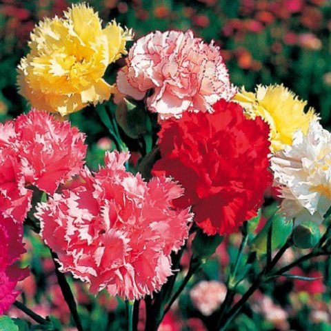 Tiết lộ ý nghĩa của hoa cẩm chướng