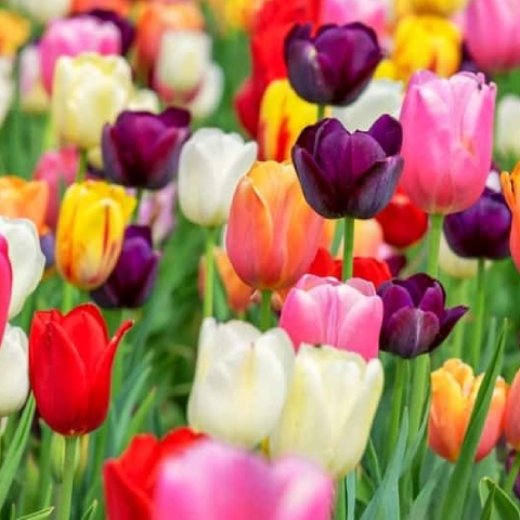 Hoa Tulip và những ý nghĩa ẩn chứa