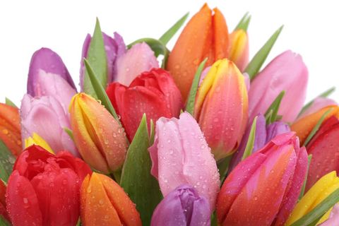 Hoa tulip, ý nghĩa và biểu tượng của nó