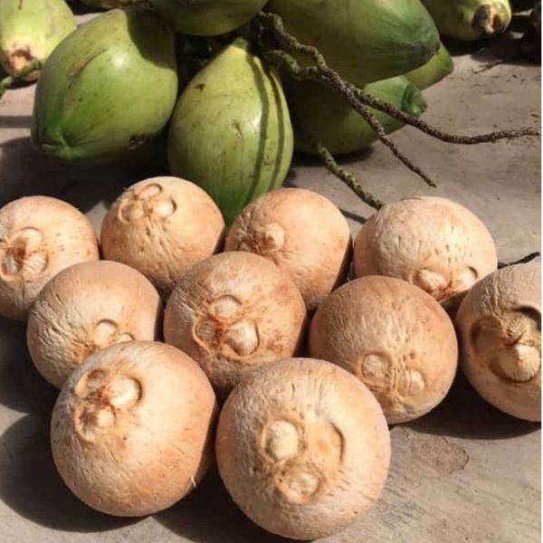 Cách bảo quản Dừa Xiêm để giữ được hương vị hoàn hảo nhất