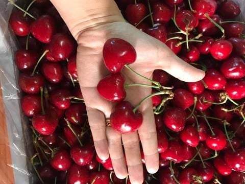 Trẻ nhỏ cần thận trọng khi ăn cherry