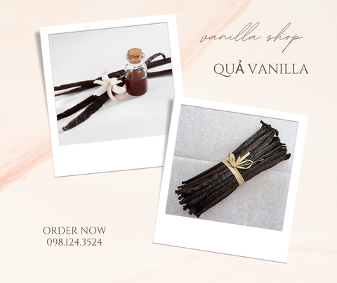 Vanilla -Hương thơm quyến rũ từ thiên nhiên