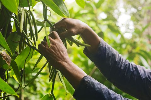 Vanilla- Kỳ công vun trồng