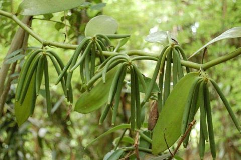 Cuộc hành trình của “trái nhỏ” vanilla