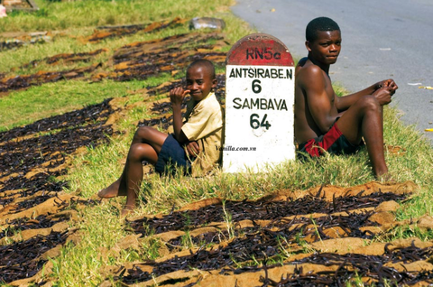 Đổ máu vì những trái Vanilla ở Madagascar: Xách mã tấu đi tuần giữa đêm