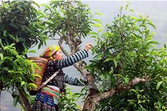 Thưởng thức vị ngọt chè Tuyết ở Suối Giàng