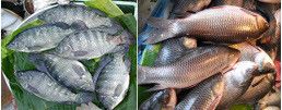 Gói Thực Phẩm Chức Năng Fish Collagen Powder Bella Colla PFP-25P Gói Thực Phẩm Chức Năng Fish Collagen Powder Bella Colla PFP-25P