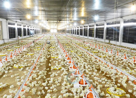 Tuyển 04 nữ nghề chăn nuôi gia cầm tháng 10 / 2022