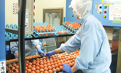 RECRUITMENT OF 01 FEMALE POULTRY PROCESSING WORKERS IN DECEMBER 2023