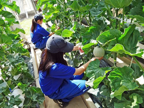 RECRUITMENT 02 FEMALE AGRICULTURAL WORKERS FOR SEEDLING TRANSPLANTING IN DECEMBER 2023