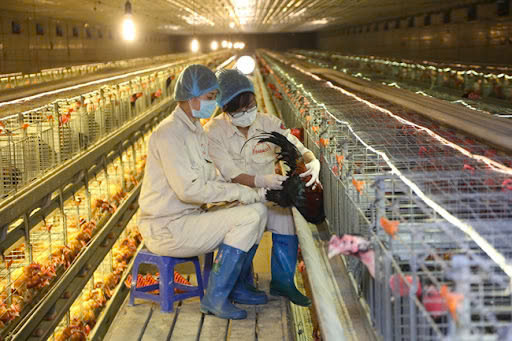 RECRUITMENT OF 03 FEMALE WORKERS FOR CHICKEN FARMING IN DECEMBER 2023