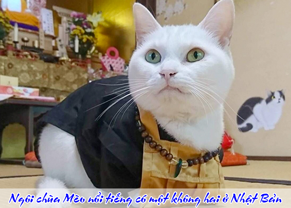 Ngôi chùa Mèo nổi tiếng có một không hai ở Nhật Bản