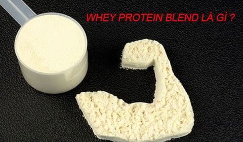Whey Protein Blend là gì ? Ưu điểm, nhược điểm và cách chọn Whey Blend tốt nhất