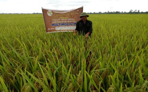 Kết quả thực tế sử dụng Multimolig-M trên cây lúa tại Thái Bình