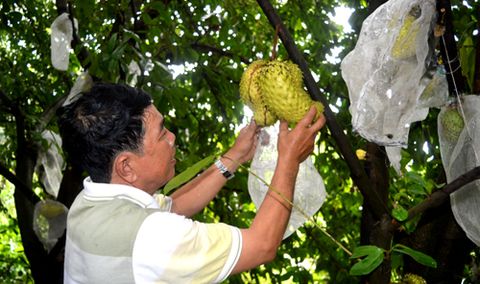 Nông dân miền Tây chế biến trà từ trái mãng cầu xiêm