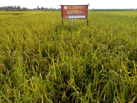 Báo cáo kết quả khảo nghiệm trên giống lúa BC15 tại Vũ Thư, Thái Bình