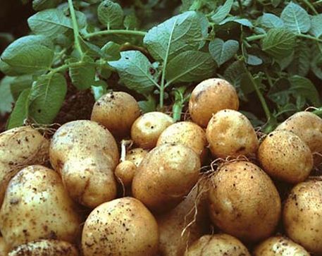 Hướng dẫn sử dụng Multimolig-M cho cây khoai tây
