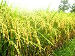 Đài truyền hình Long An: UBB hỗ trợ nông dân làm lúa sinh học trên đất phèn