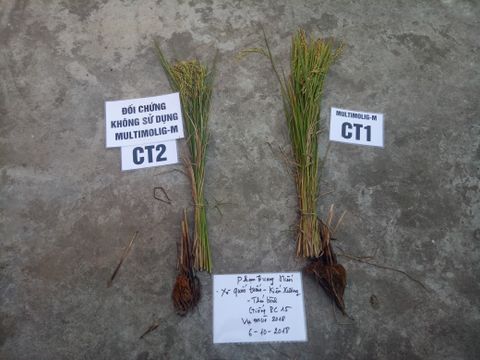 Báo cáo kết quả khảo nghiệm trên giống lúa BC15 tại huyện Kiến Xương, Thái Bình