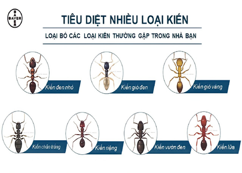 THỦ TỤC XIN GIẤY PHÉP QUẢNG CÁO CHẾ PHẨM DIỆT CÔN TRÙNG