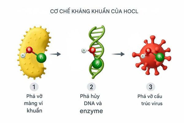 axit hypochlorous (HOCL)