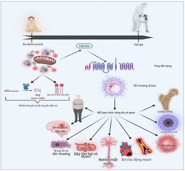 Hydro chống lão hóa