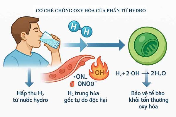 Sơ đồ cơ chế tác dụng chống oxy hóa của nước hydro