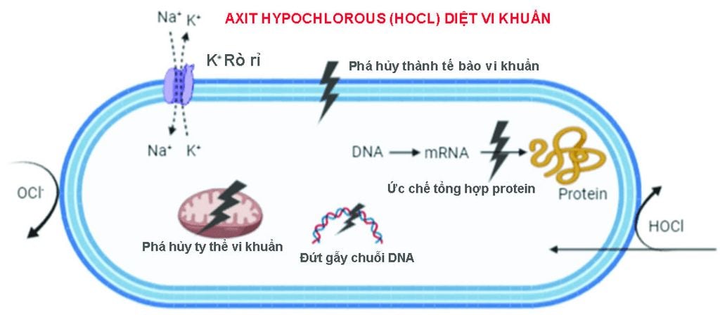 hypochlorous