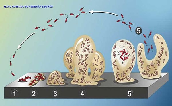 Màng sinh học Biofilm