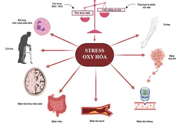 stress oxy hóa (ROS)