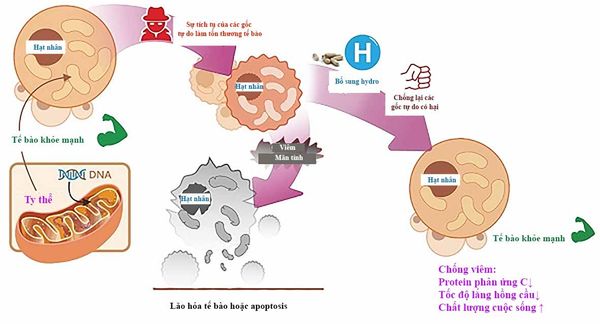hydro chống oxy hóa