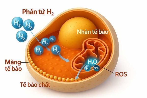 Phân tử hydro thẩm thấu qua màng tế bào – lợi ích sức khỏe của hydro phân tử