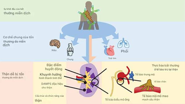 thận và tự miễn