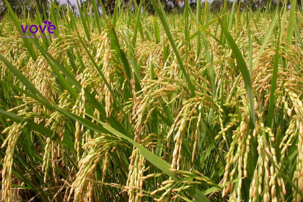 Gạo Basmati Malika Gold được trồng dưới chân dãy núi Himalaya