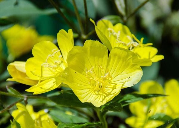 GIẢM MỤN, ĐẸP DA VỚI DẦU ANH THẢO CHIỀU