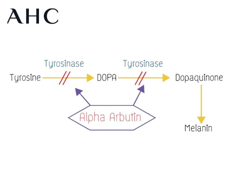 alpha arbutin là gì trong mỹ phẩm