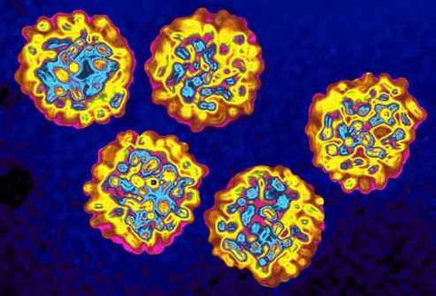 Tải lượng Virus với bệnh viêm gan C là gì?