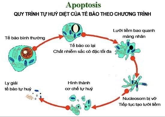 Thuốc Fucoidan xanh chữa ung thư