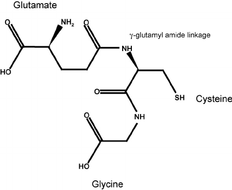 CẤU TẠO gLUTATHIONE