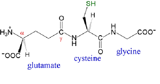 L-Glutathione và glutathione khác nhau thế nào