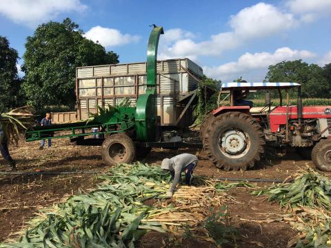 Thực hiện dự án trồng ngô sinh khối tại Tây Ninh và Hòa Bình