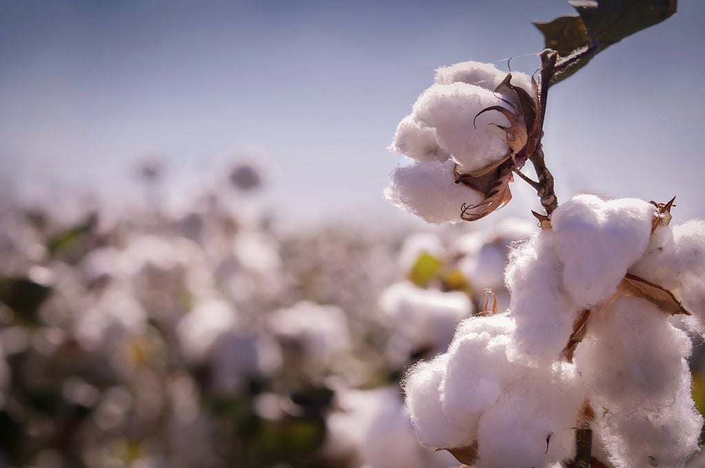 Cotton là gì?  Khám phá chất liệu vải Cotton có những ưu điểm gì?