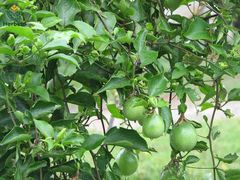 3 Công Dụng Chính Của Lạc Tiên Tây