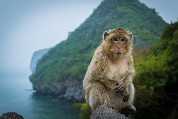 Kinh Nghiệm Du Lịch Đảo Khỉ Cát Bà - Đảo Cát Dứa 2020