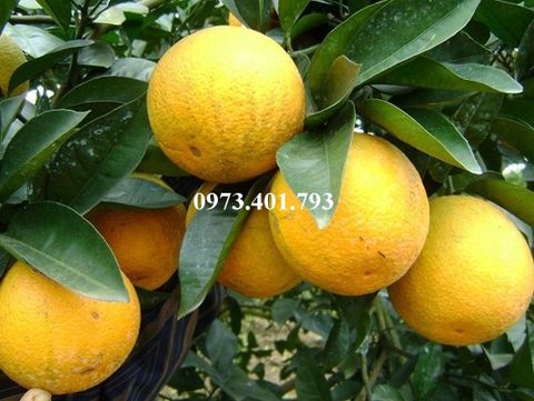 Kỹ thuật trồng giống cây cam vinh