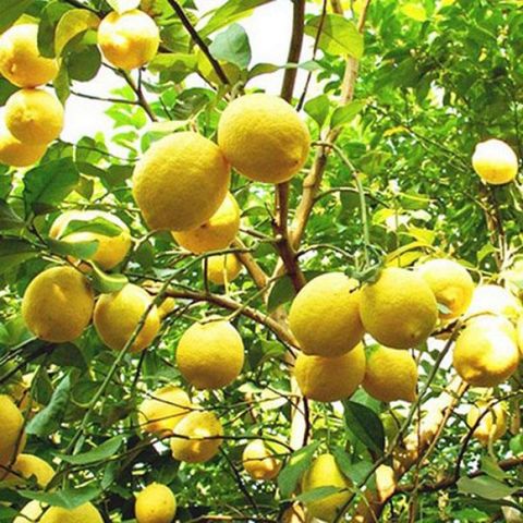 Giới thiệu về cây chanh vàng Mỹ (chanh tây)