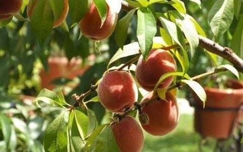 Hướng dẫn tự trồng đào chịu nhiệt Nhật Bản tại vườn