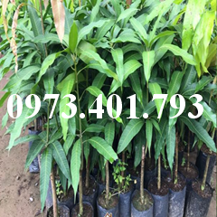 Kĩ thuật trồng xoài thái