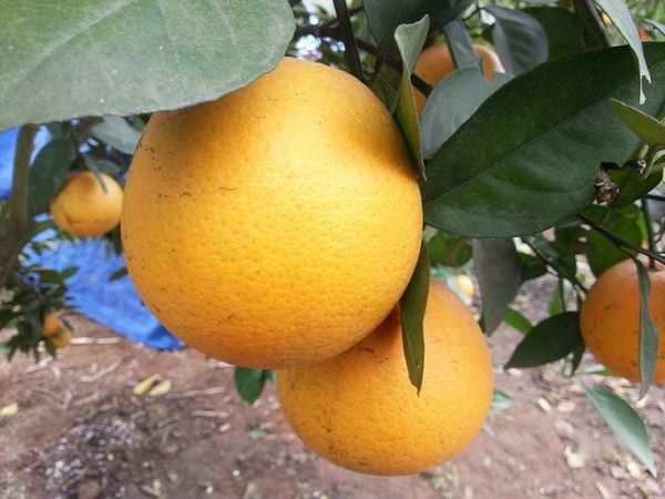 Kỹ thuật trồng giống cây cam vinh
